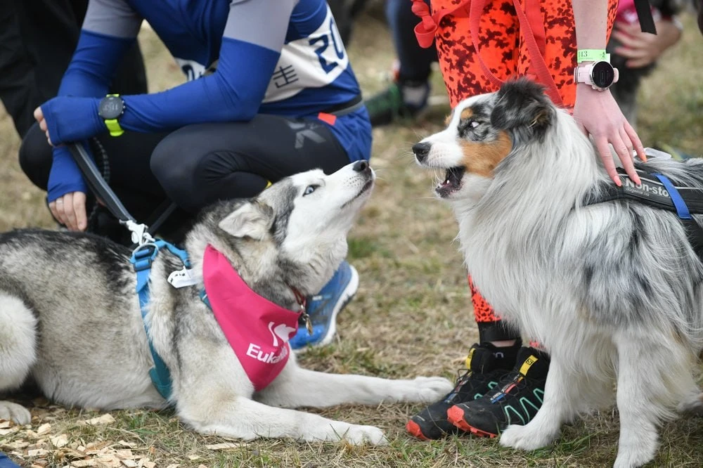 🐾Кросс «Быстрый пес»