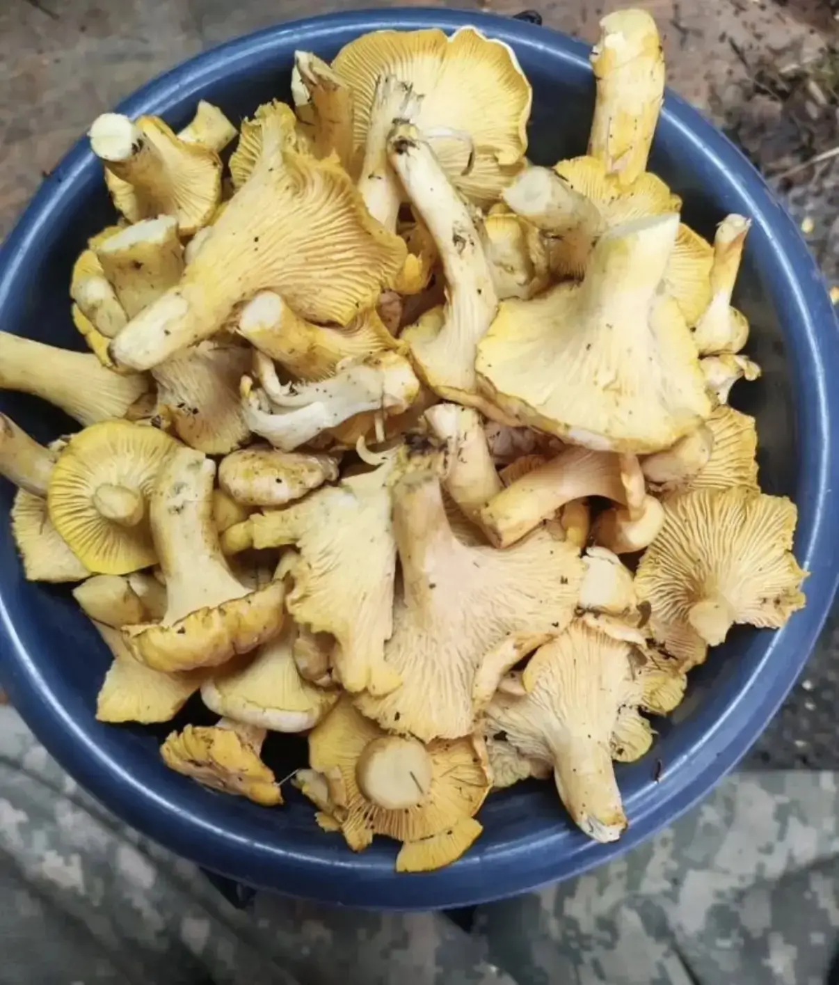 🌲 **И ПРИНИМАЕМ ЗАКАЗЫ  НА СВЕЖИЕ ЛИСИЧКИ 🍄‍🟫 🍄‍🟫 🍄‍🟫 !!!**                   

🍄‍🟫 *ЛИСИЧК