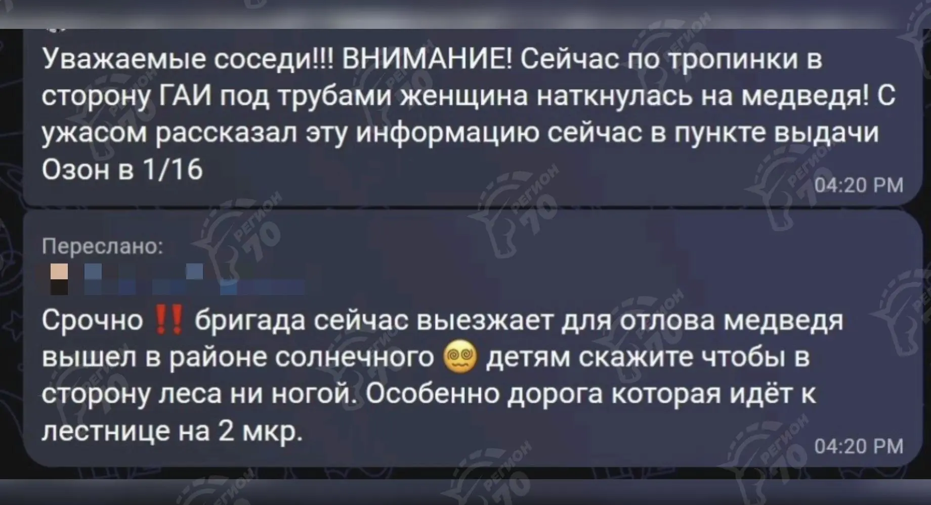 🐻 Медведь между Солнечным и Зелёными горками: подтверждения нет