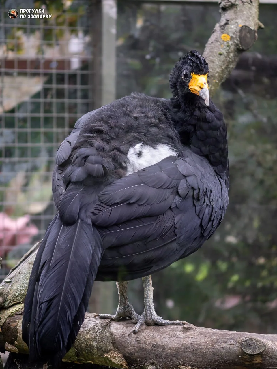 Гокко🐦