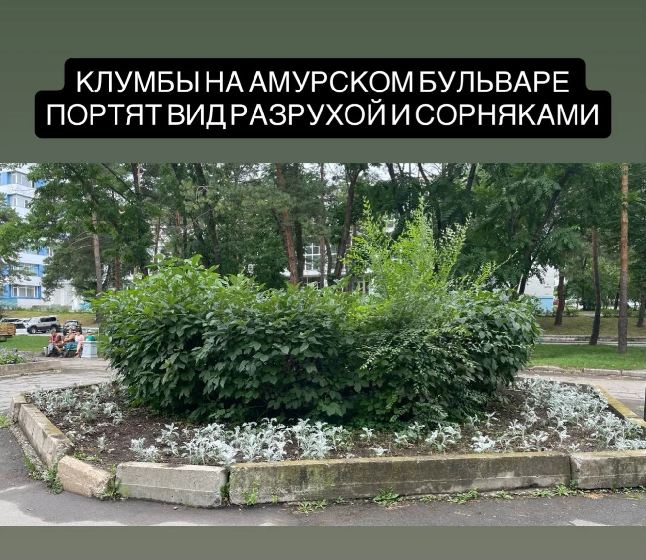 Жители Хабаровска пожаловались на запущенные клумбы на Амурском бульваре.
