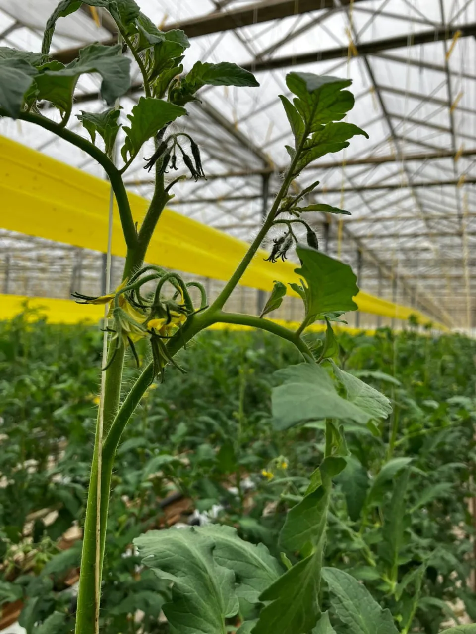 🌱Израстание из кисти