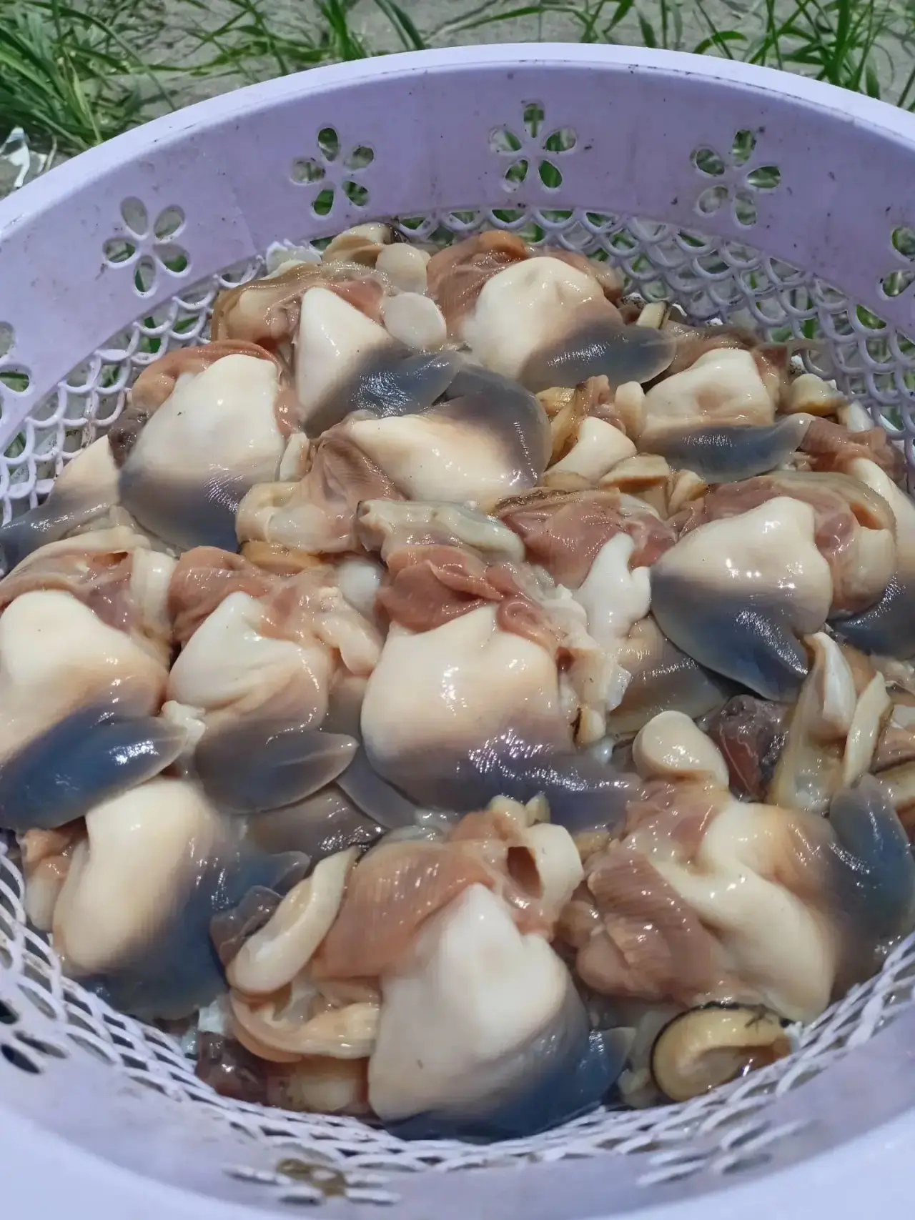Спизула. Продам . 1200 р за кг . Анива. 8 924 283 71 33