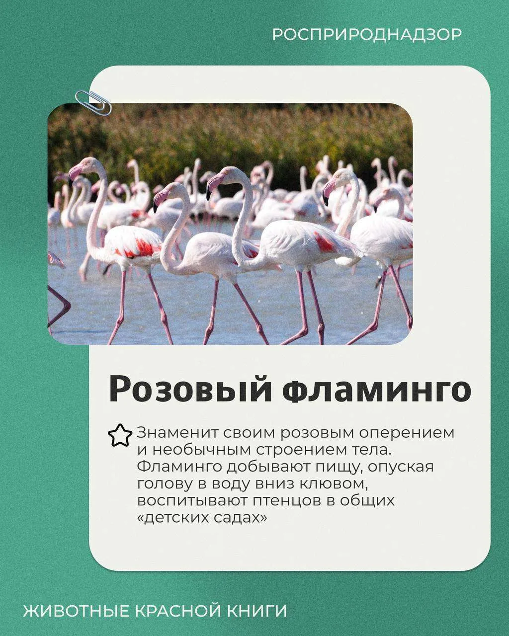 Сегодня в рубрике «Животные Красной книги» — розовый фламинго.