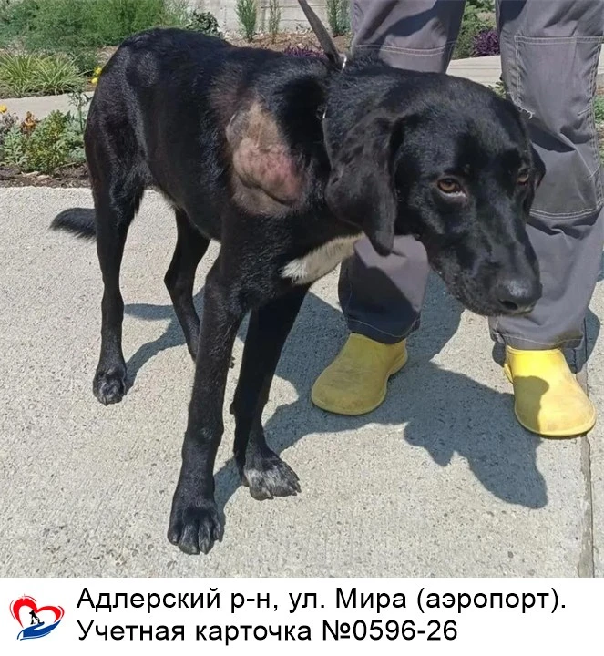 24.08.2026 был отлов собаки по адресу:
