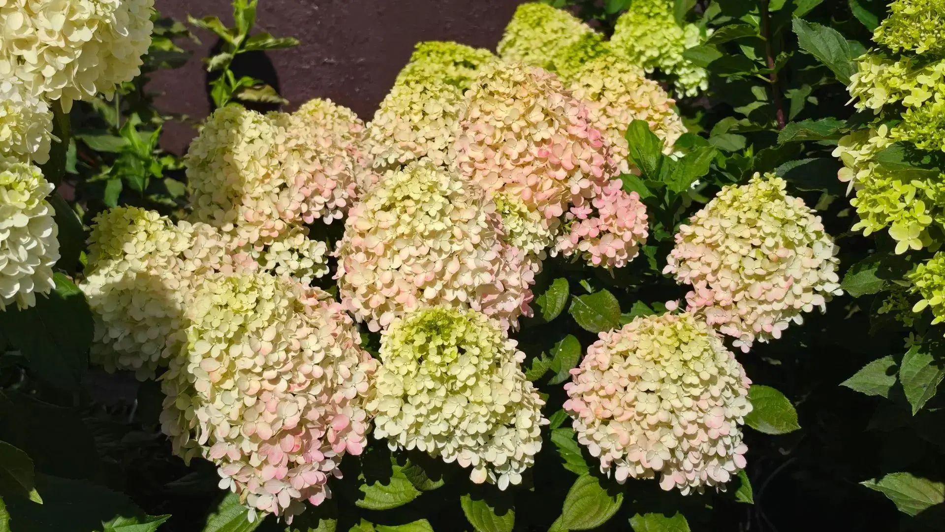 🌸 Гортензии в горшках — красота уже здесь и сейчас!