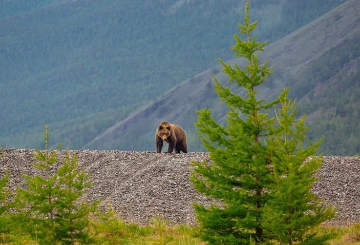 🐻 Медвежья тревога: в Бурятии усиливают меры безопасности