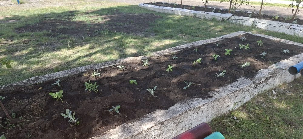 🌱С началом лета школьники приступили к работе на пришкольной территории. Под руководст...