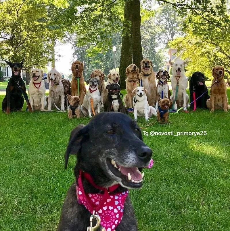 🐕Масштабная собачья вечеринка состоится на Русском острове на Ахлестышева уже на этих ...