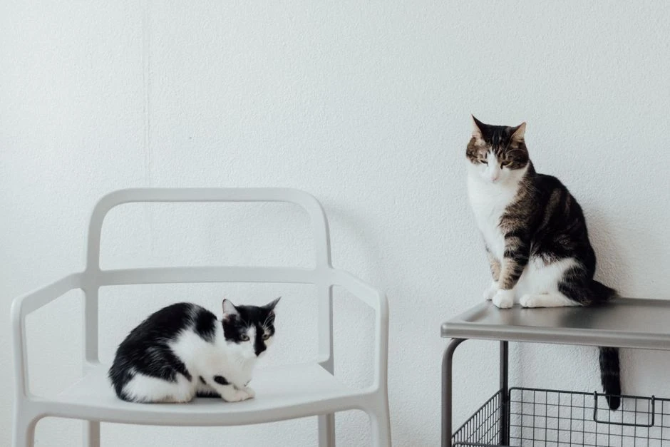 🐾 Мечта любого кошатника — работа няней для котов в Лондоне! Пока хозяева отдыхают, он...