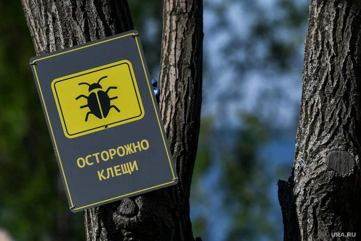 Десять человек уже пострадали от укусов клещей в ХМАО  Несмотря на холодную погоду, кровососы уже вы