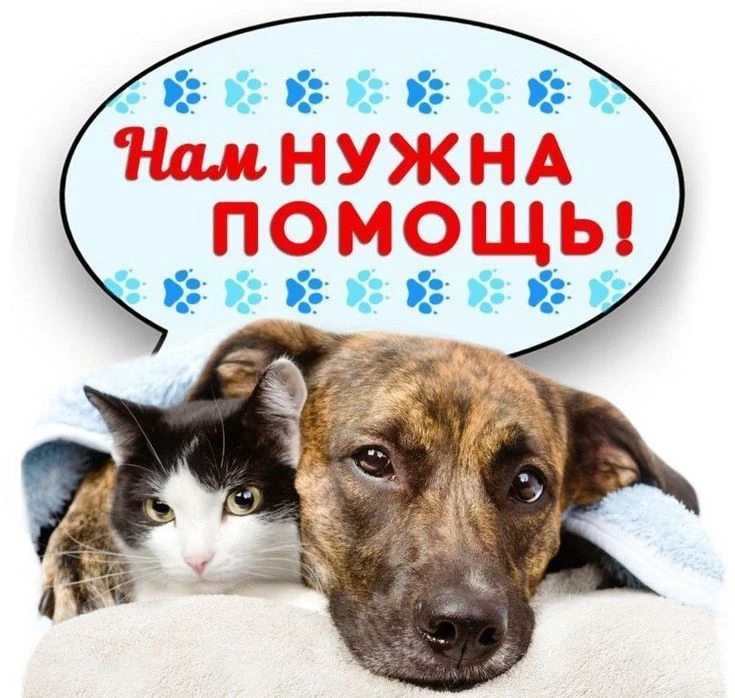 🌟 17 февраля — День Доброты 🌟

Дорогие ребята, уважаемые родители, работники детского сада!
Сегодн