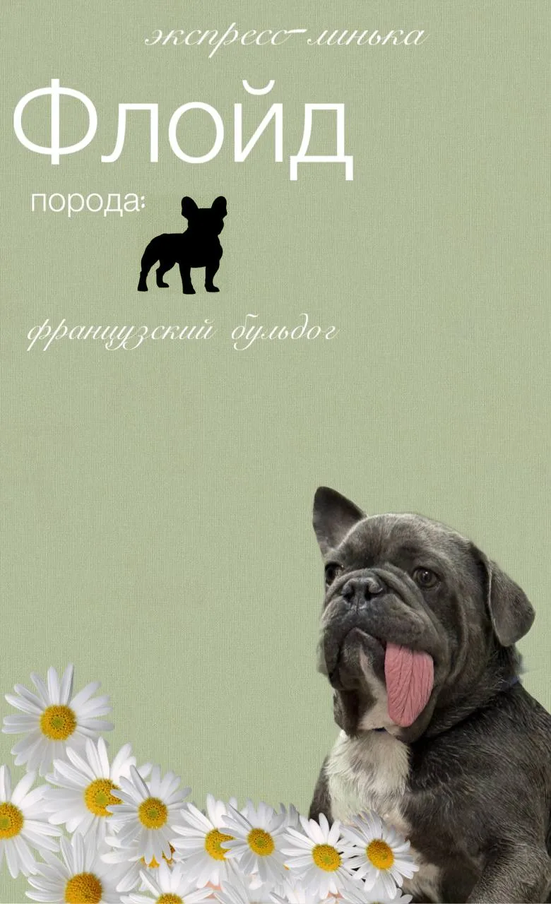 Экспресс-линька 🧹