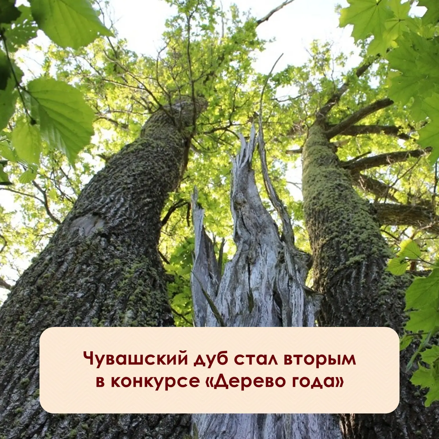 ⚡️300-летний великан из этнопоселения «Ясна» в Чебоксарском округе занял второе место во всероссийск