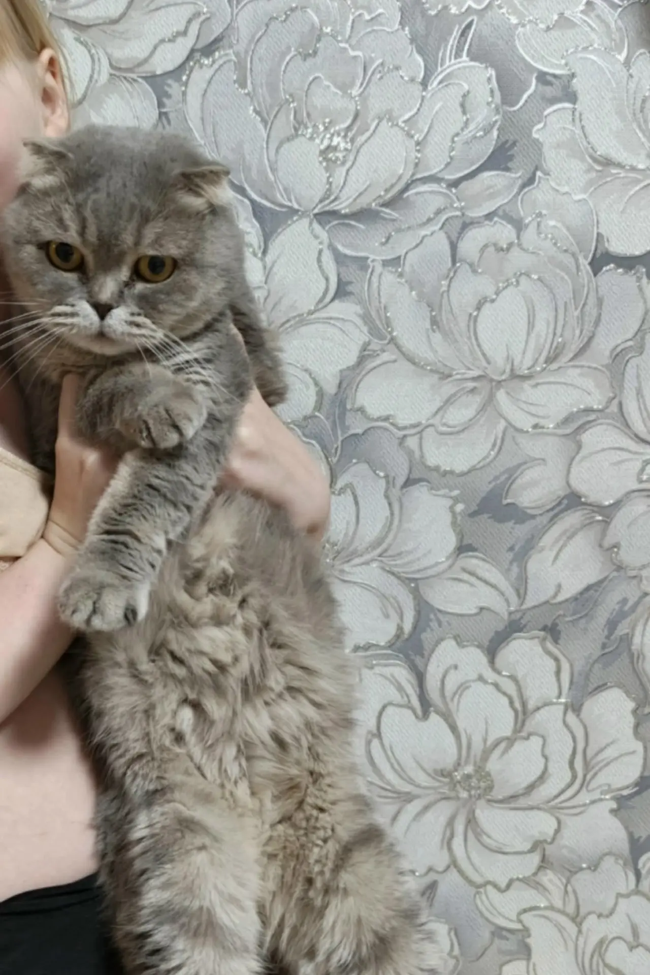 Пристраивается кошка, Шотландская вислоухая, стерилизованная. Кушает влажный и сухой ко...