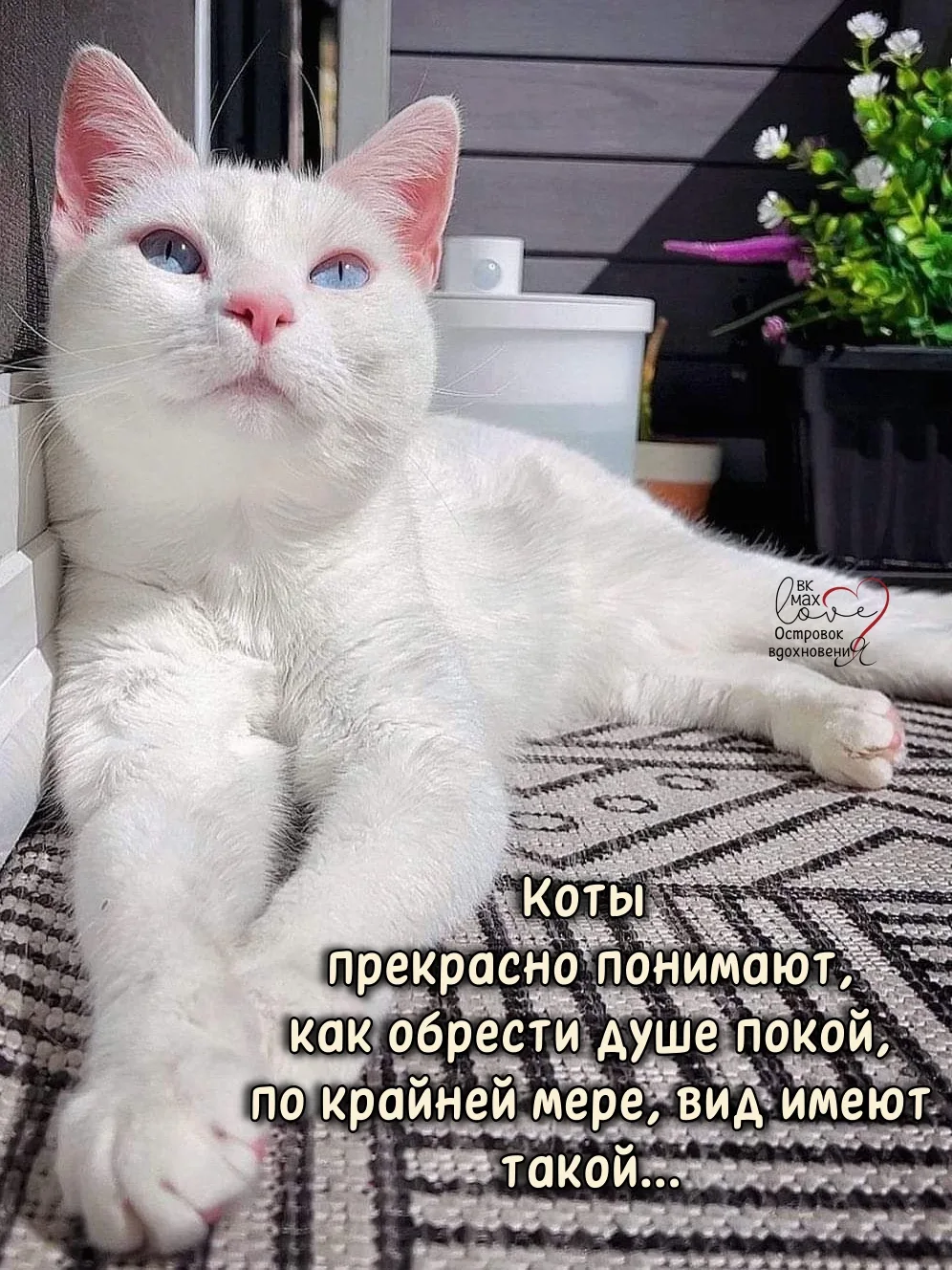 ───⋅୭⋅───