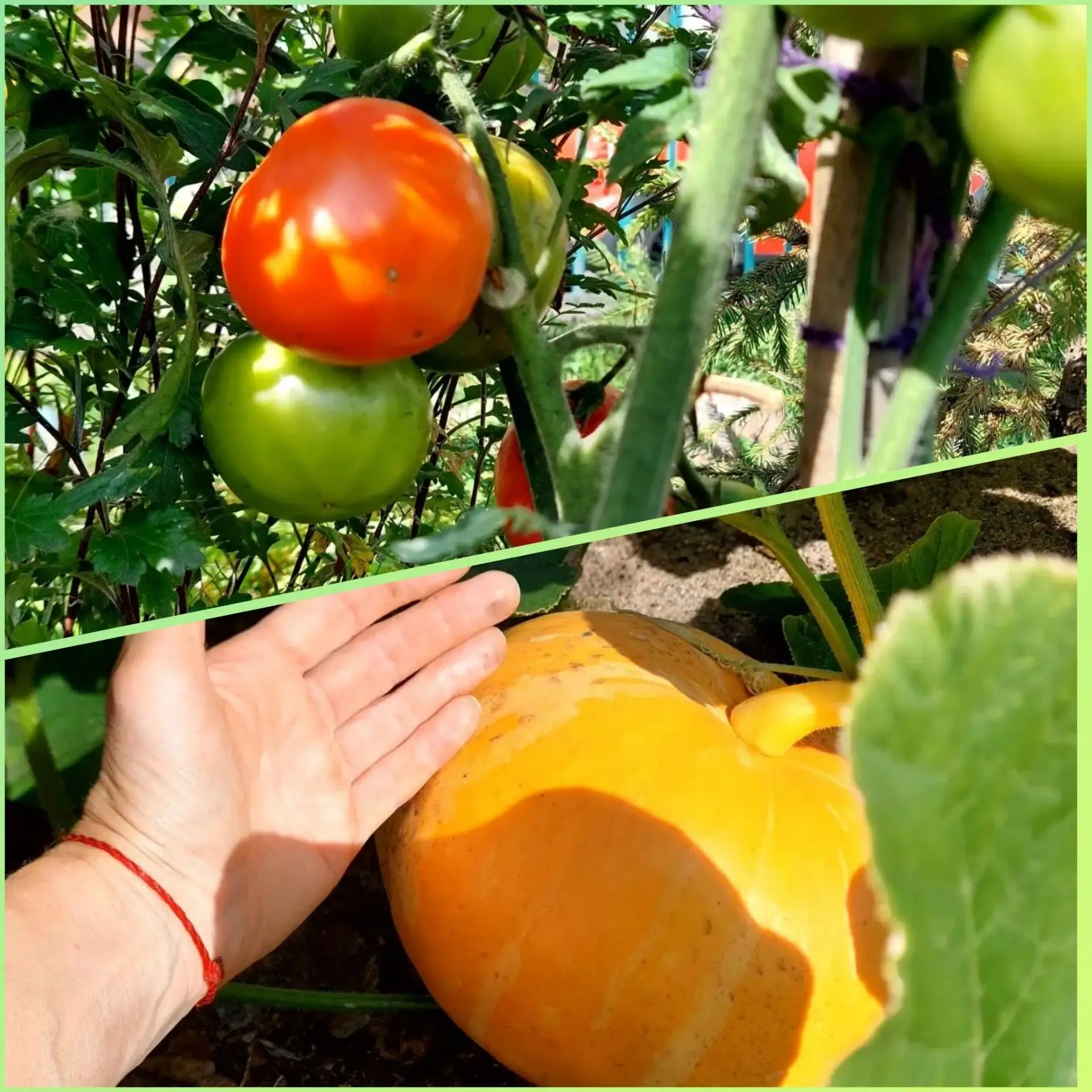 От грядки до мармелада: как мы превратили урожай в полезное лакомство! 🥕🍊
