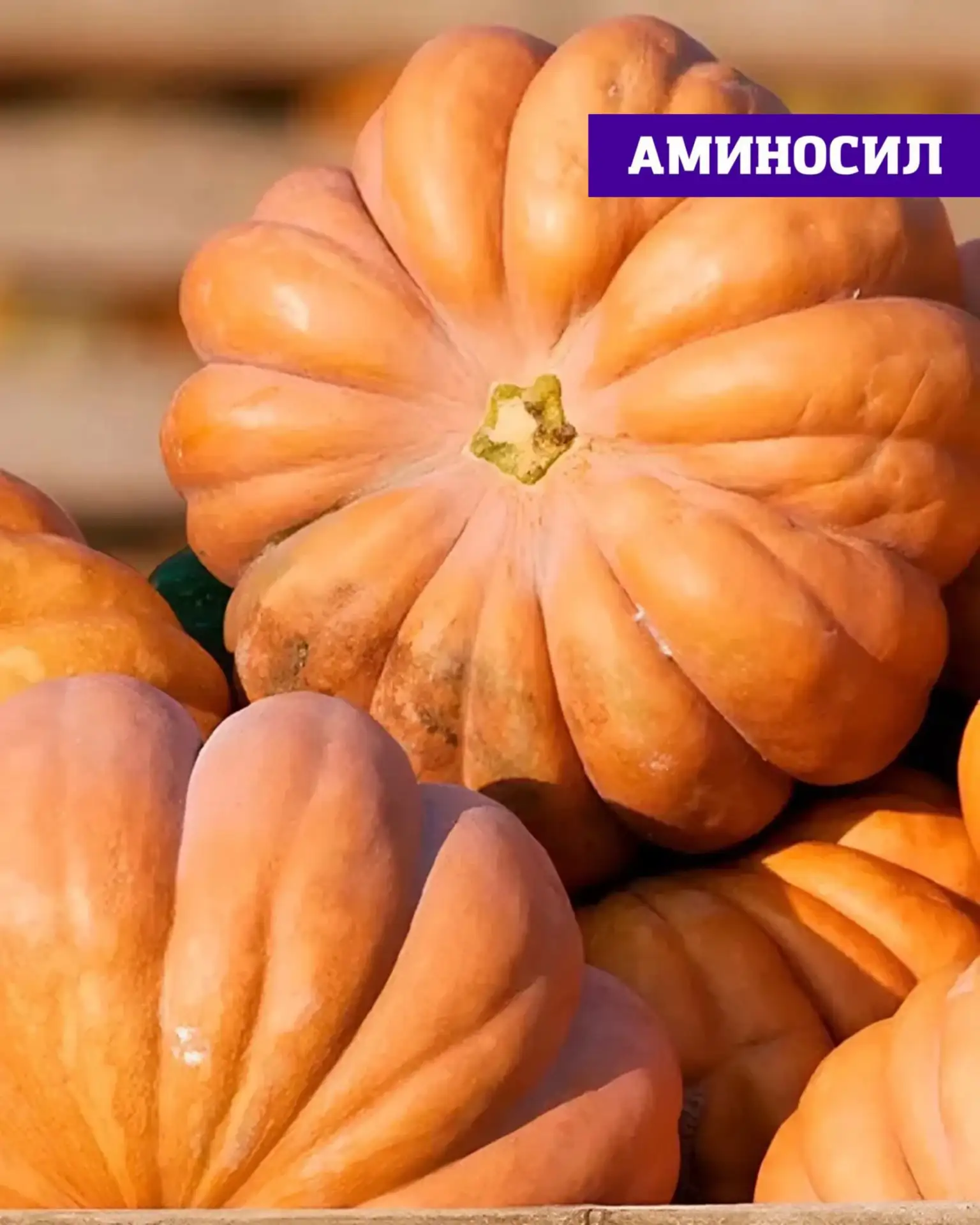 Тыква — один из самых благодарных овощей на участке 🎃  Минимум ухода — и в итоге крупные, яркие плод