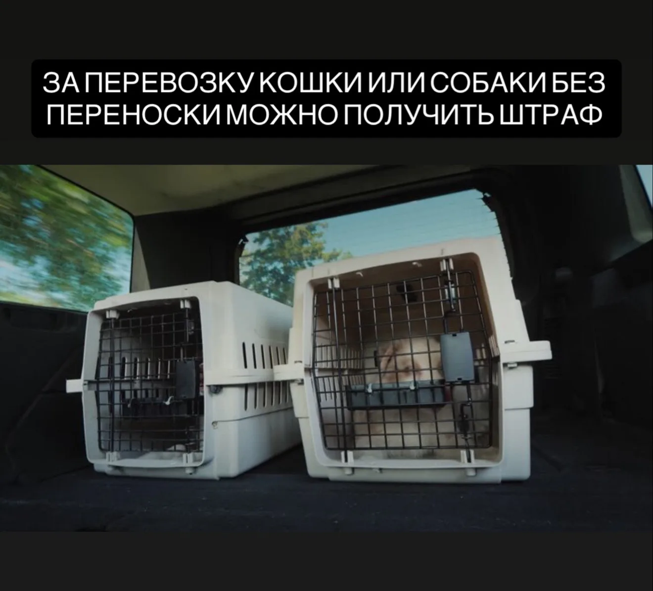 За перевозку животных без переносок могут оштрафовать.  Питомцы в машине фактически считаются грузом