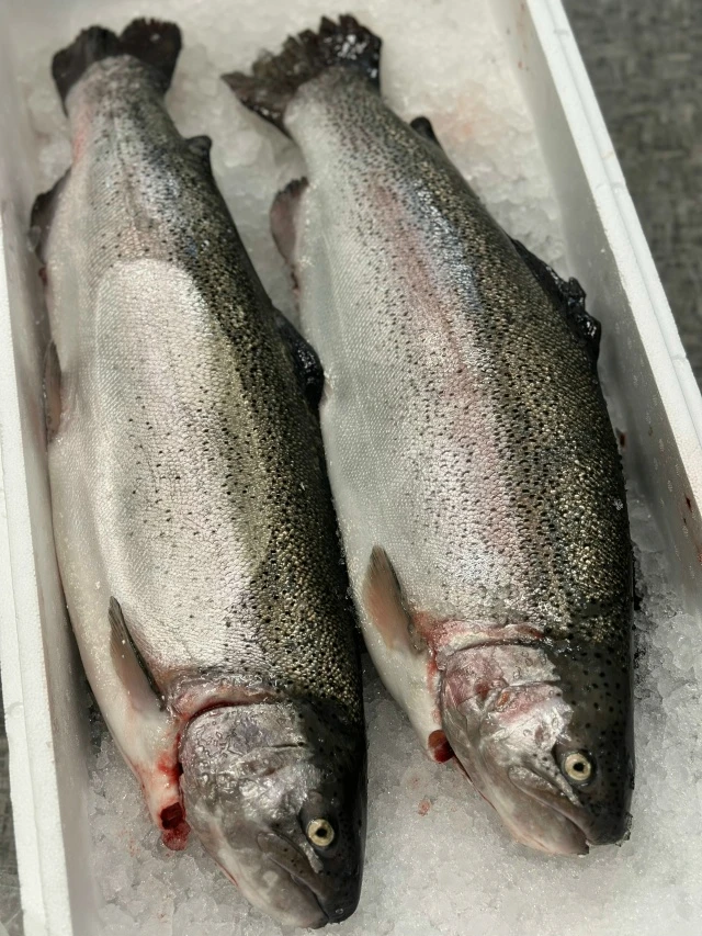 Карельская форель — свежий улов! 🐟