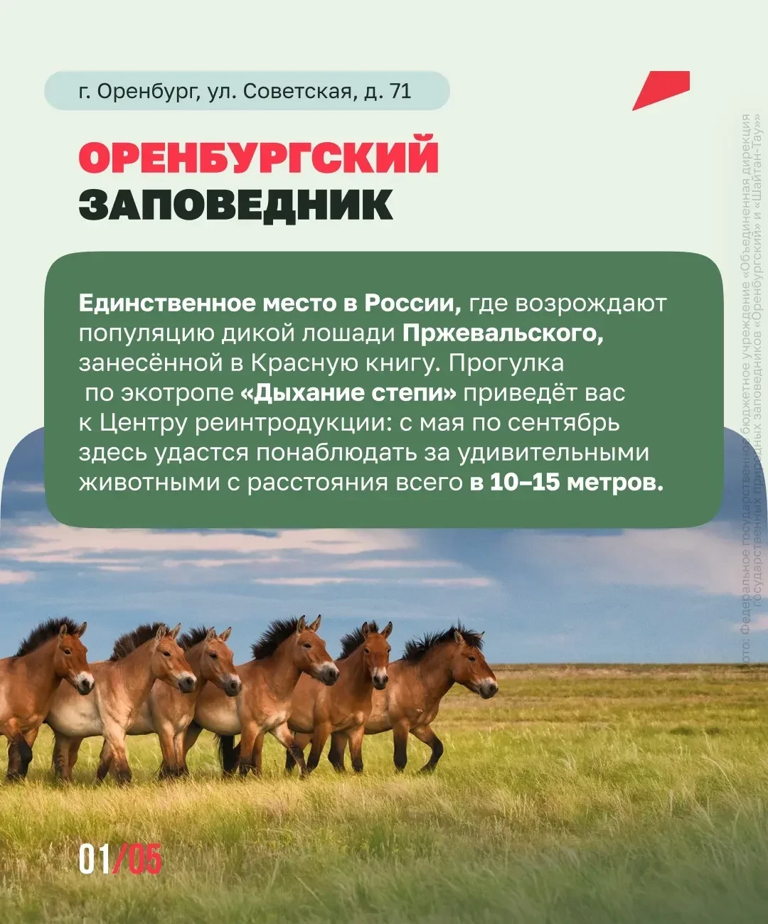 🐋 Прыжки горбатых китов, степные антилопы и бобровый аквариум
