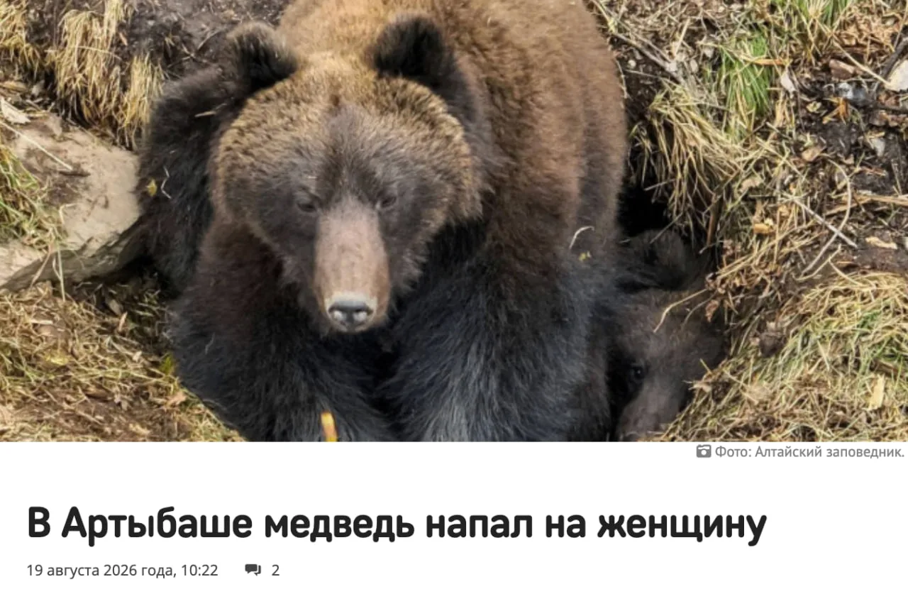 🇷🇺 На Алтае медведь утащил туристку из палатки
