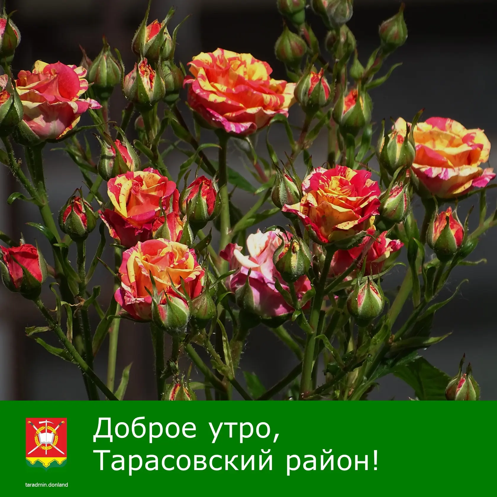 Доброе утро, уважаемые жители Тарасовского района!