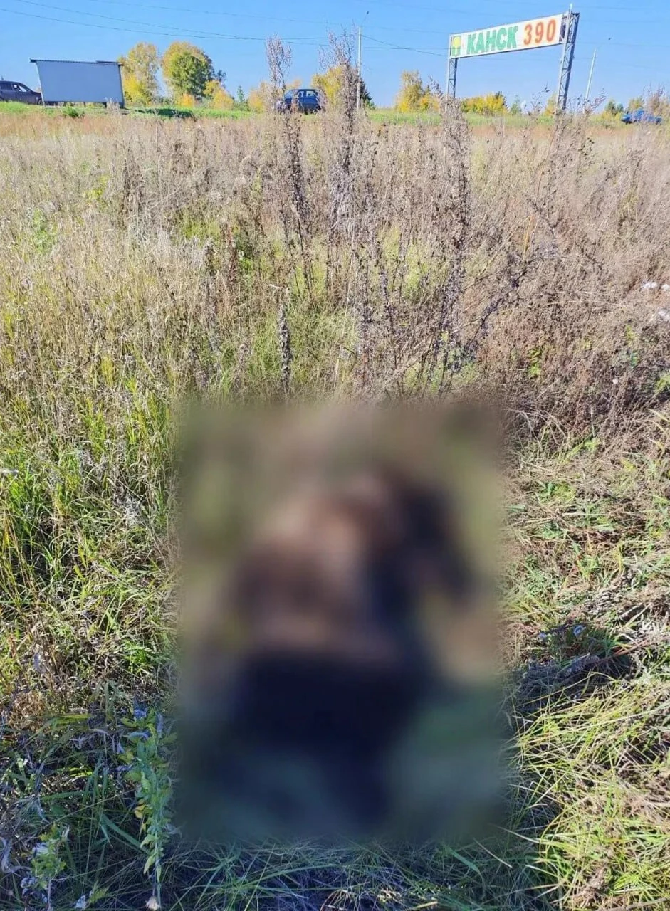 Медведица с медвежонком напали на лошадей в районе дач Мелькомбината