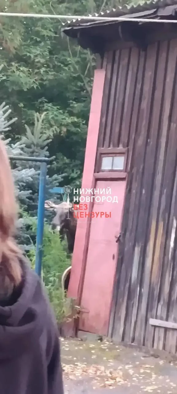 🫎 В Сормове бегают два лося