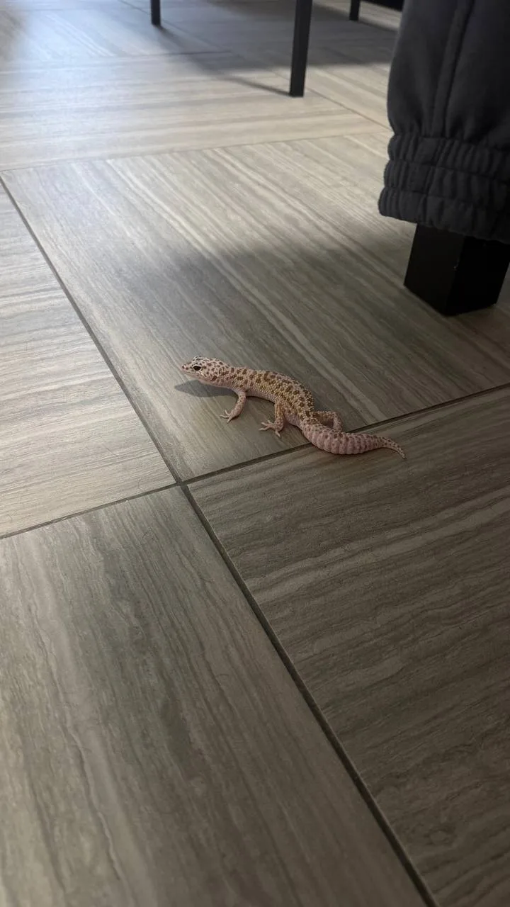🦎Экзотичный гость забрался в квартиру к москвичам

Пришельцем оказался эублефар — ящерица средних р