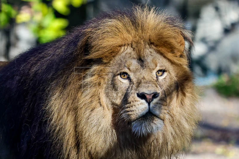 🦁 Новосибирский зоопарк имени Р.А. Шило