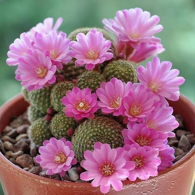 🌵Ребуция (Rebutia minuscula): кактус-пуговица

Ребуция — миниатюрный кактус, весь покрытый мягкими 