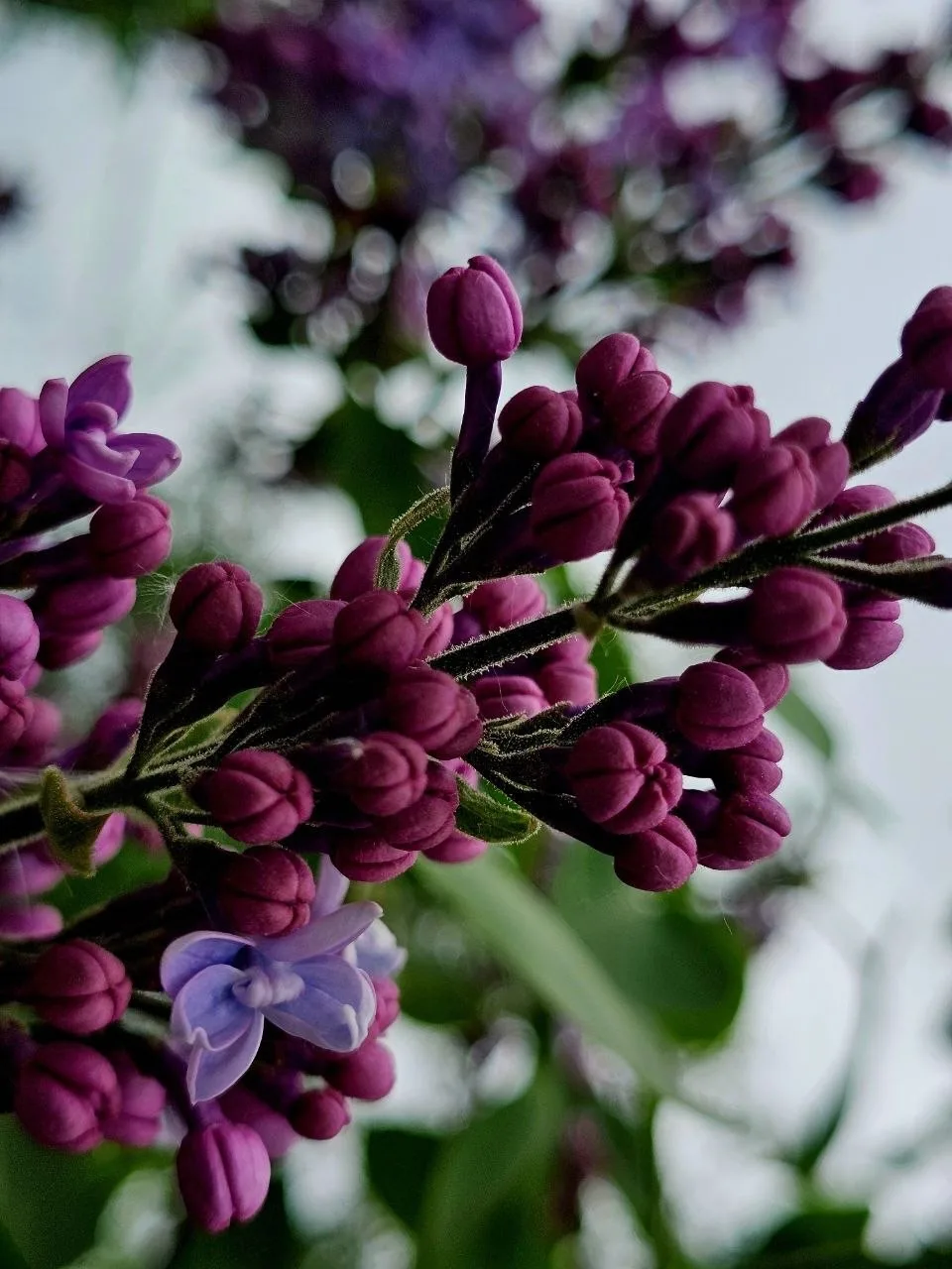 🌸 В Южно-Сахалинске расцвела сирень!

Доброе утро, любимый город. Пока небо затянуто облаками, доба