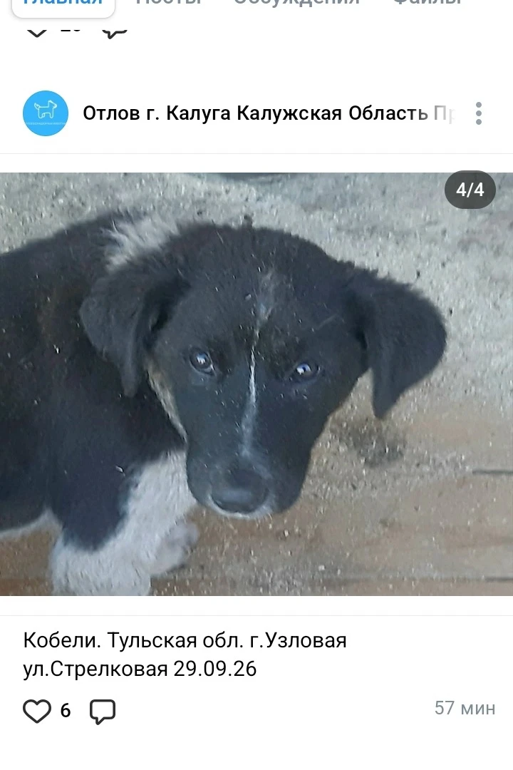 Собачки в отлове Калуги!