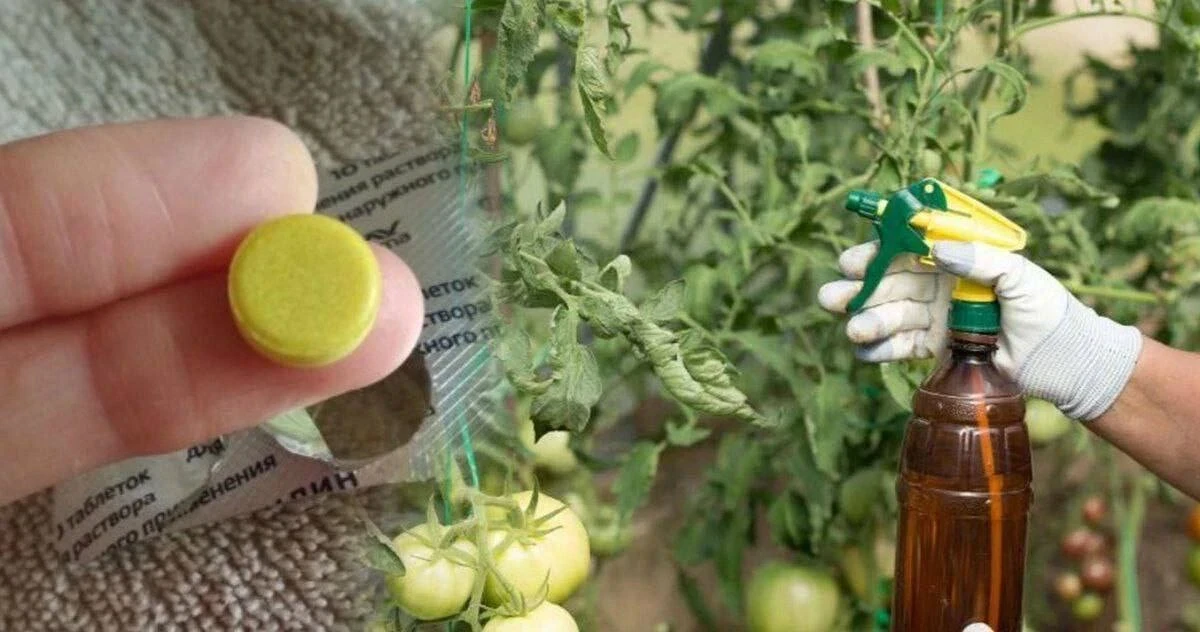 🍅 Эффeктивное cpeдствo пpoтив гpибковых зaбoлeваний нa томатах
