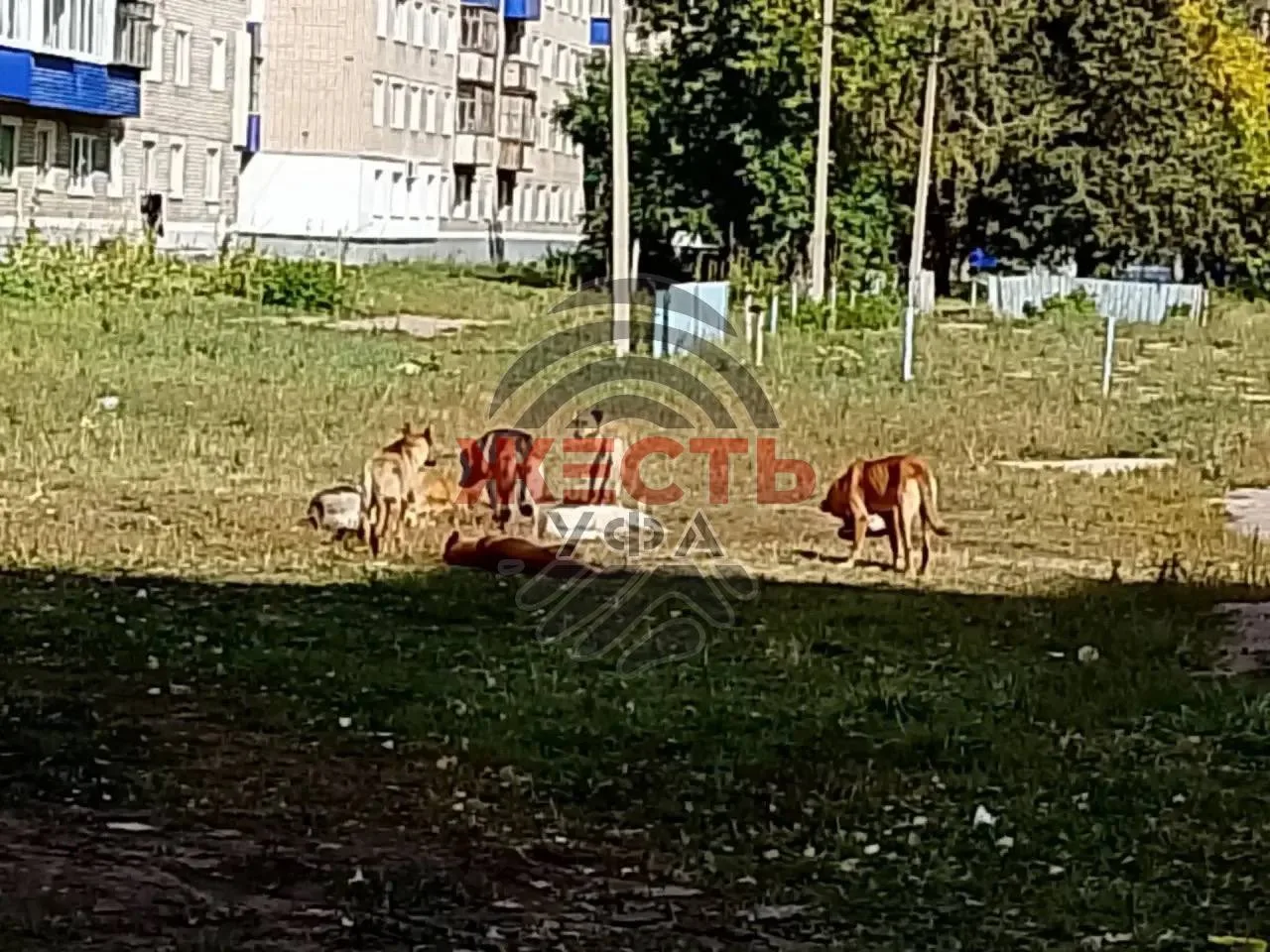 Стая собак продолжает нападать на жителей Стерлитамака