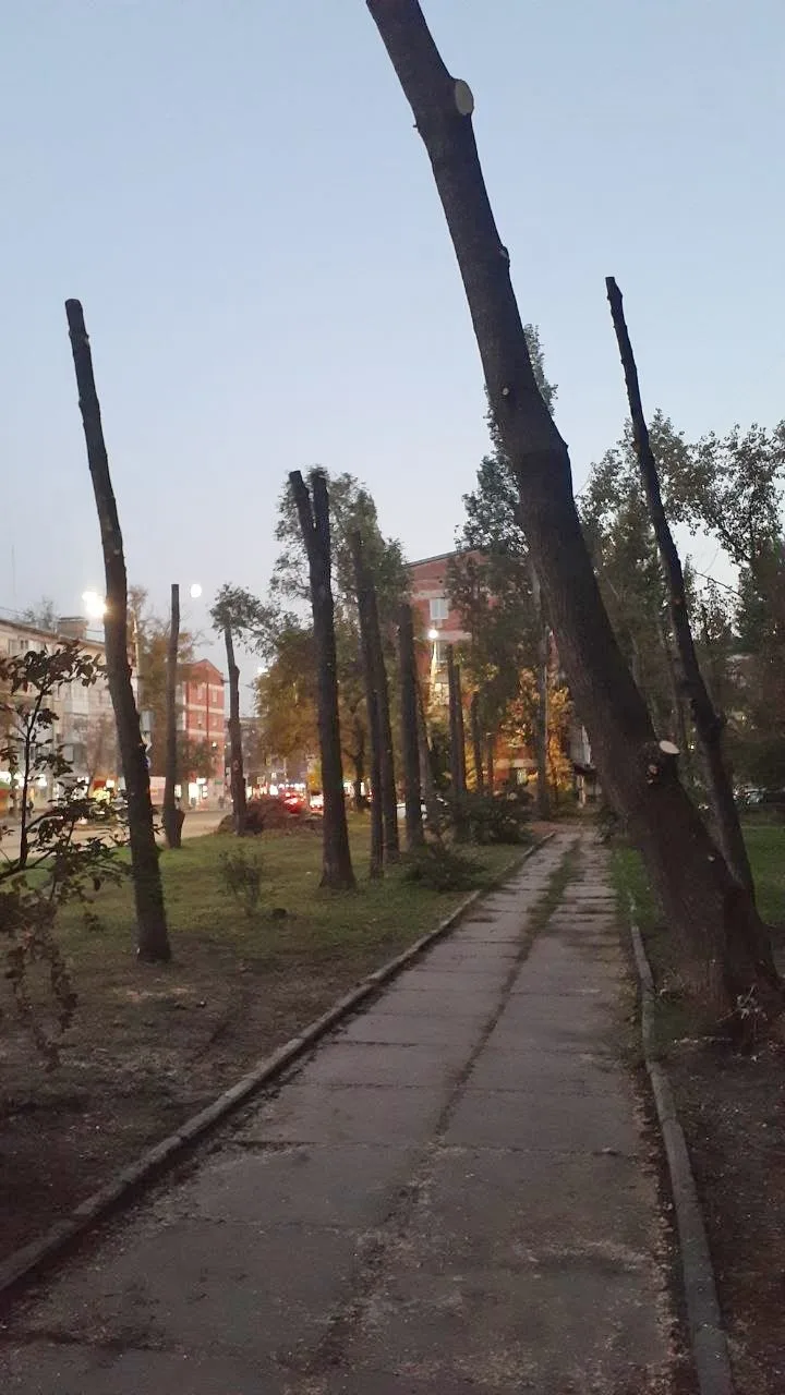 «После такой обрезки можно и фильмы ужасов снимать. Самара, улица Авроры. До сих пор не...