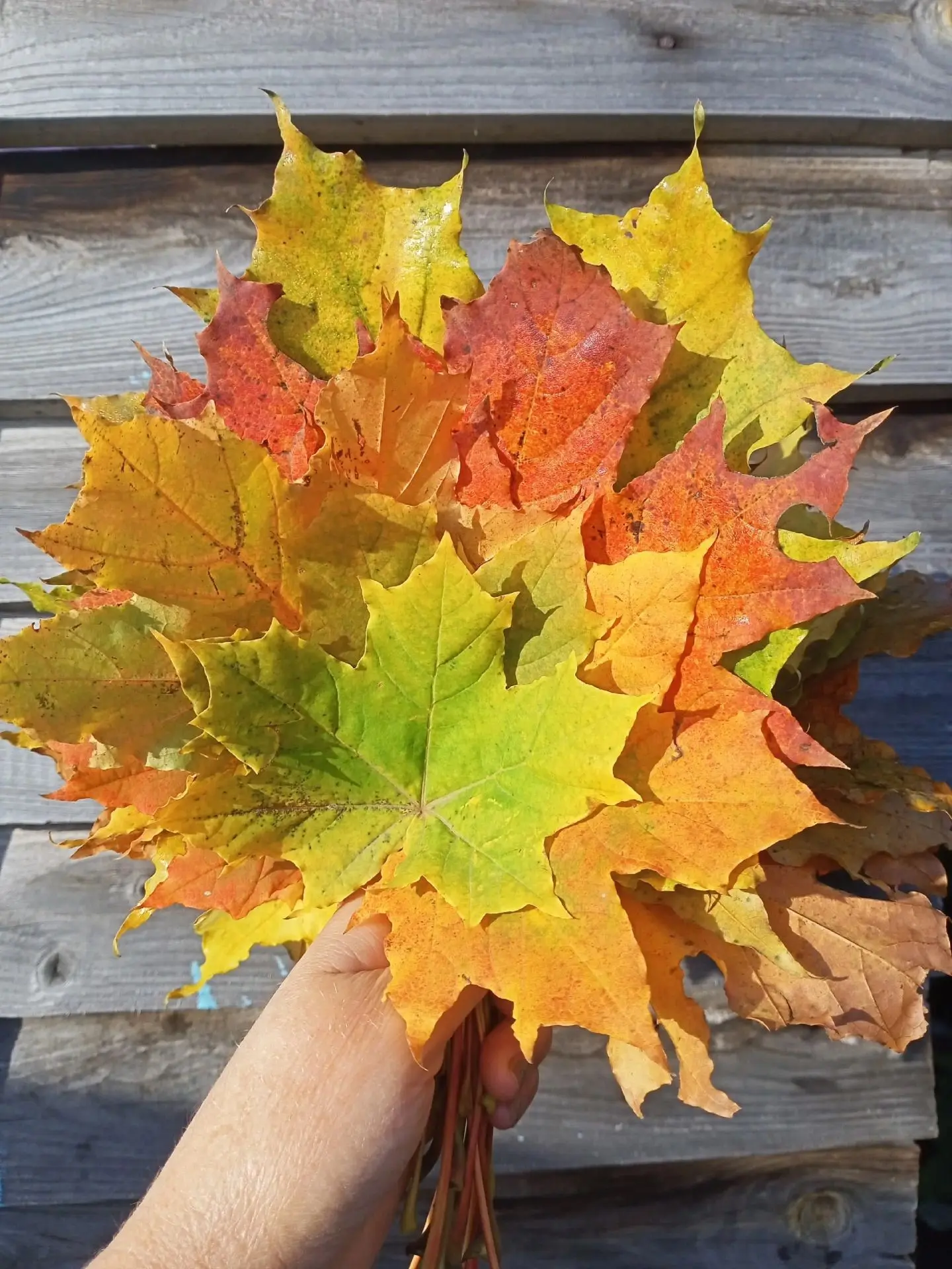 Яркой новой недели 🍁.