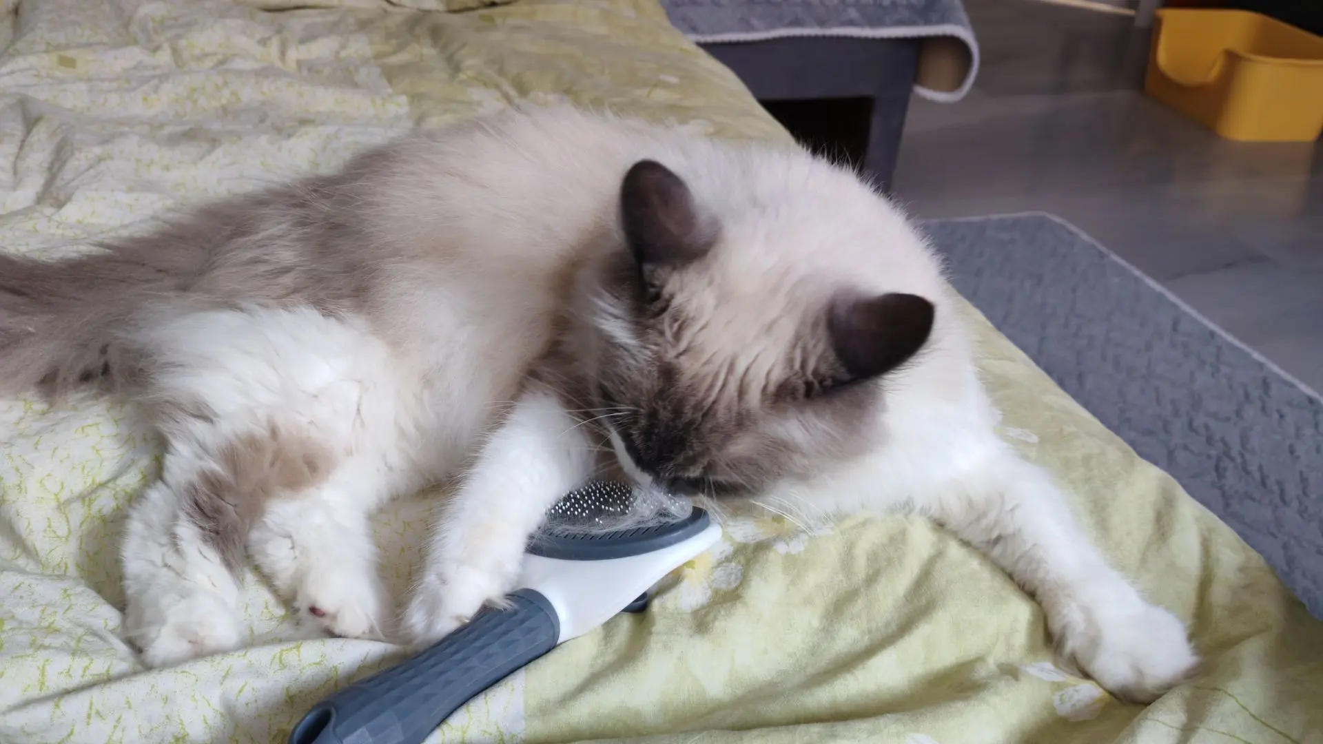 Пушистик🥰🐱кому шерсть на варежки? 😀