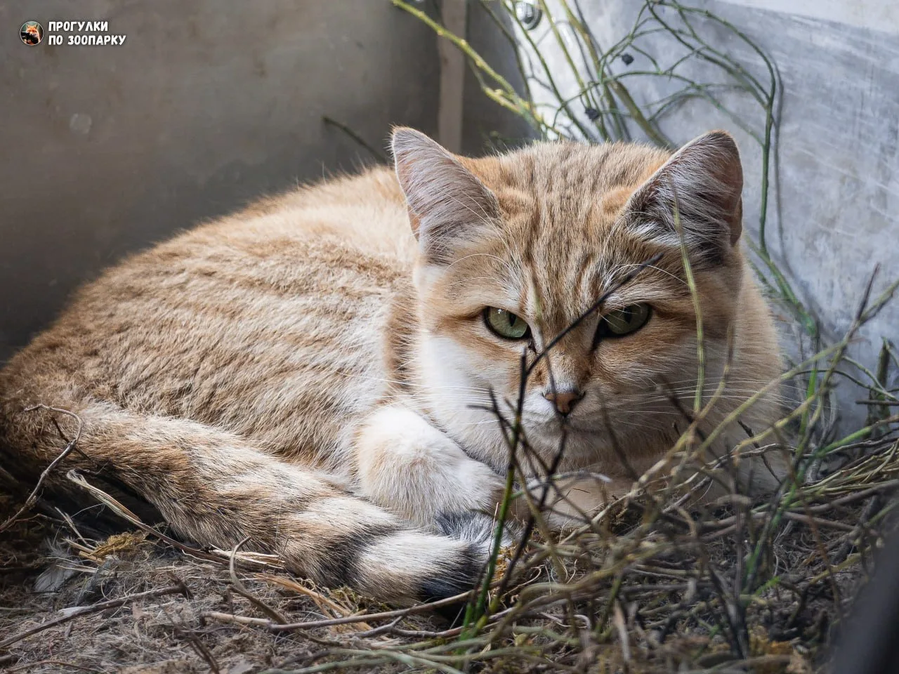 Барханная кошечка Персефона🐾✨