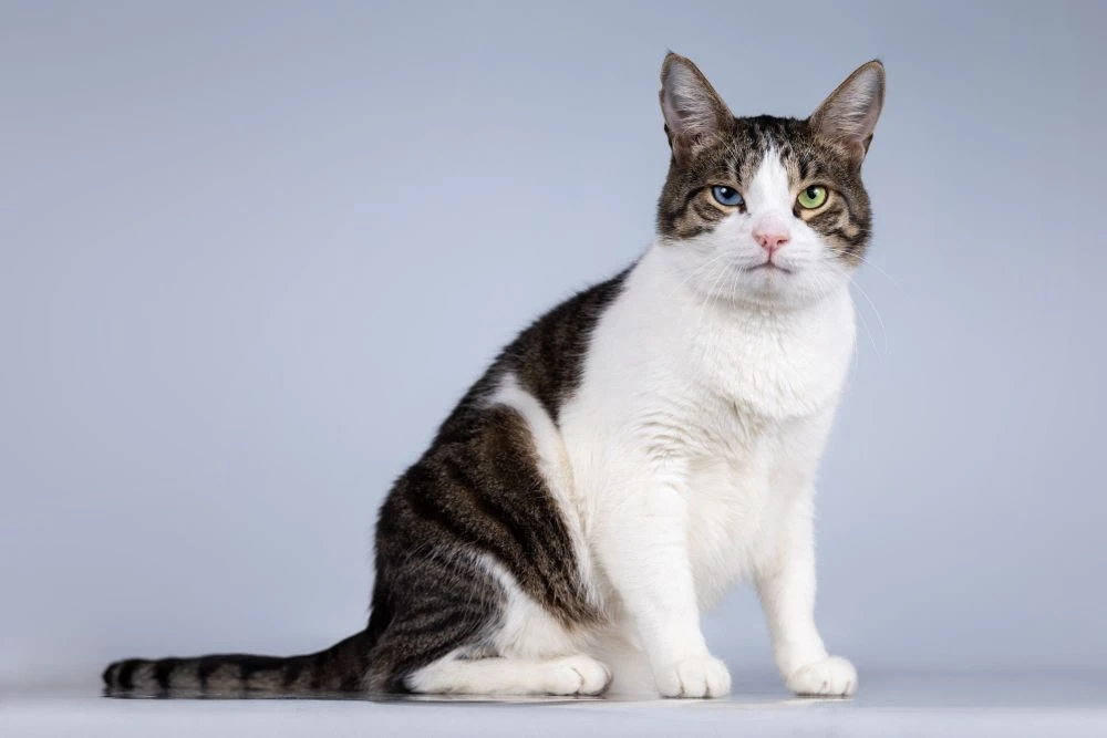Москва. Просим репостов для поиска семьи для  котика🐈  Знакомьтесь - очаровательный представитель ев