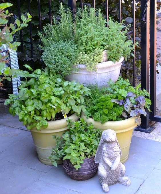 Пряные травы🌿
 
Даже на даче зелень должна быть всегда под рукой, поэтому ее надо сажать рядом с до