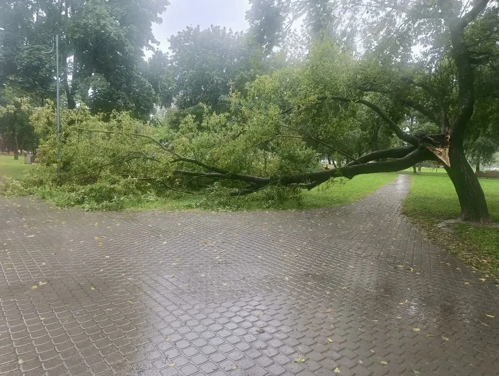 🌬️ Сегодня в Санкт-Петербурге сильный ветер и дождь. Специалисты садово-паркового пред...