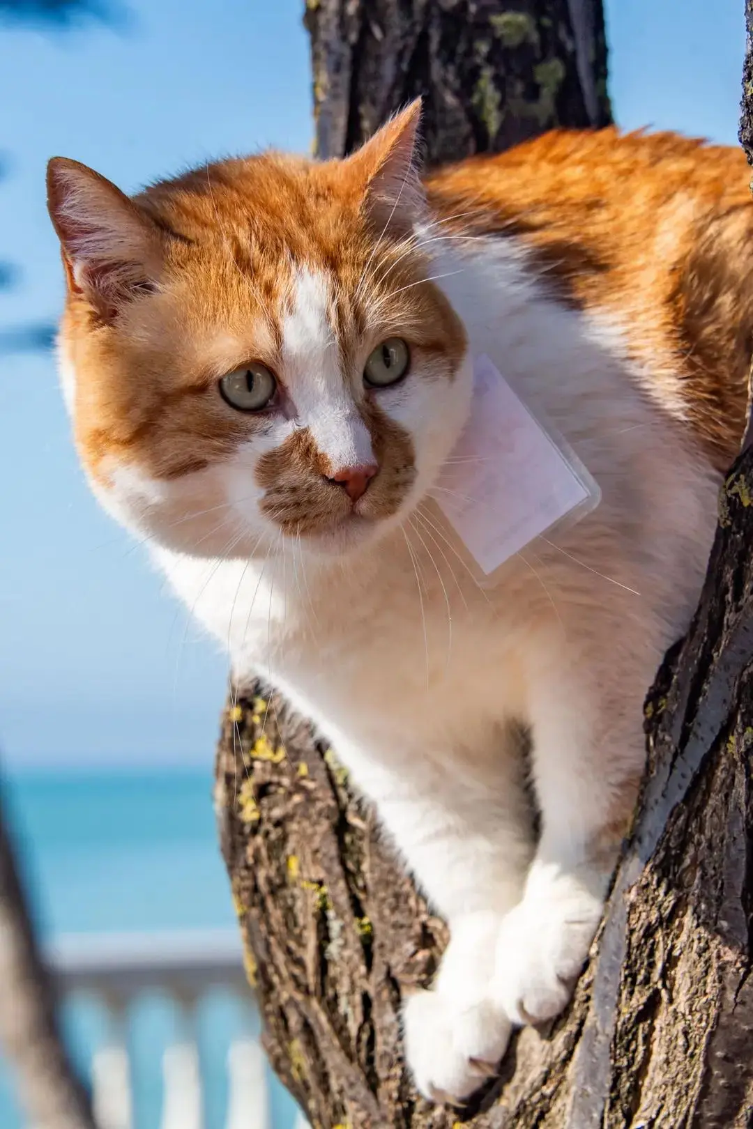😼 А это я высматриваю для вас интересное.
