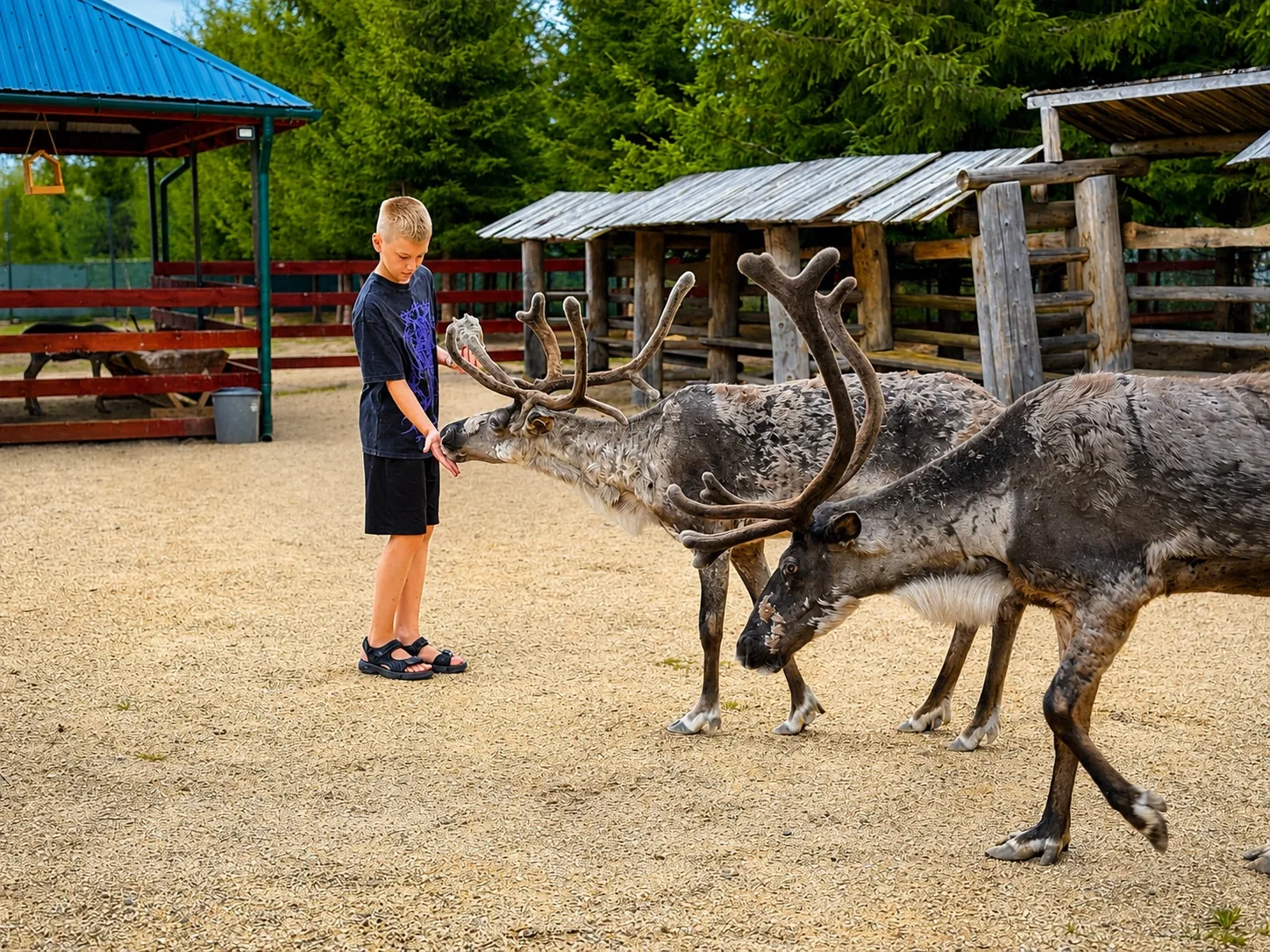 Мягкие носы, любопытные взгляды и море эмоций 🦌

Ждём вас на оленьей ферме в ЭТНОМИРе 🧡

Приезжайт