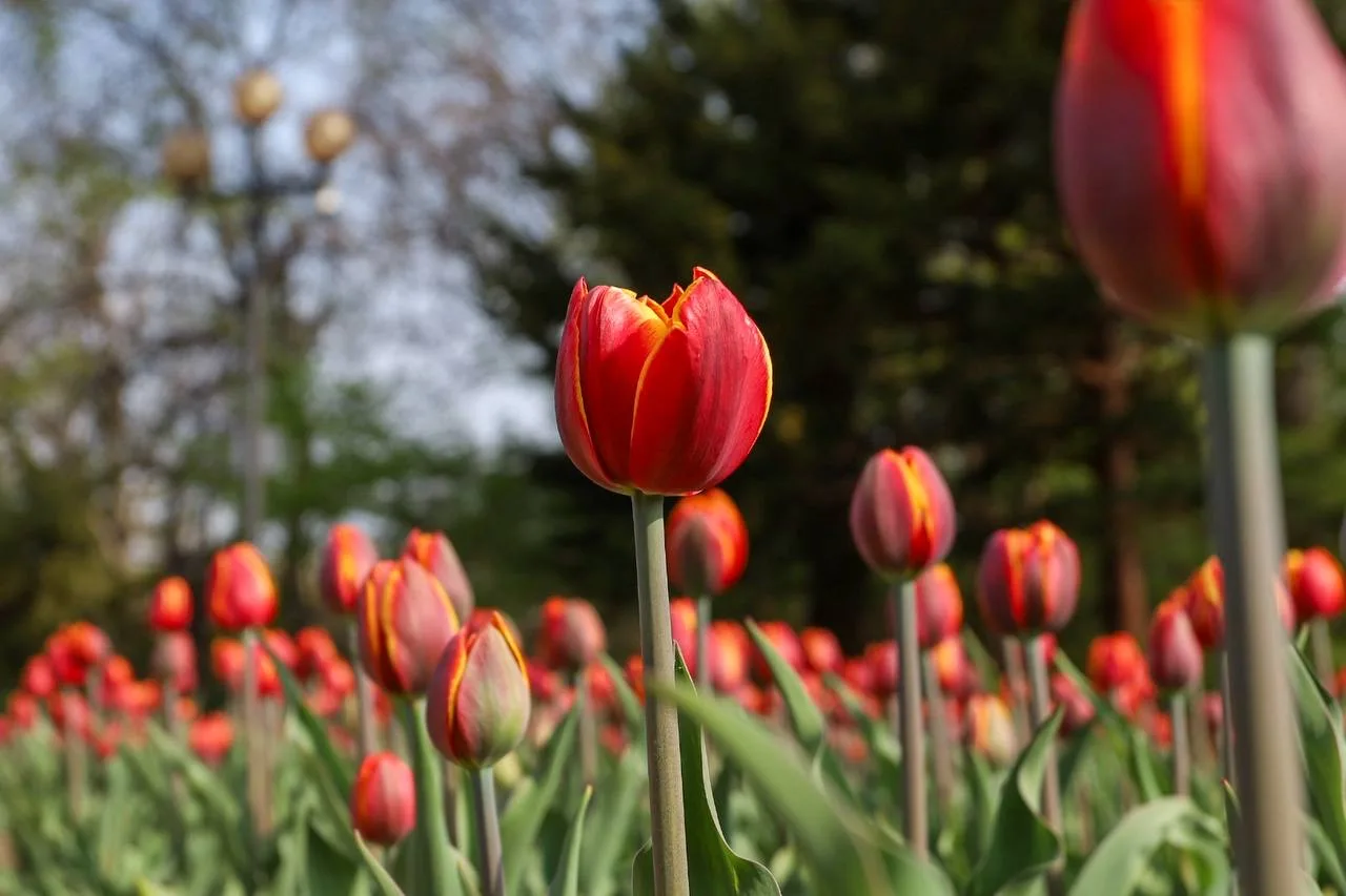 🌷В Ботаническом Саду появились свои звёзды   Весна дарит нам много чудес, и одно из самых ярких — цв