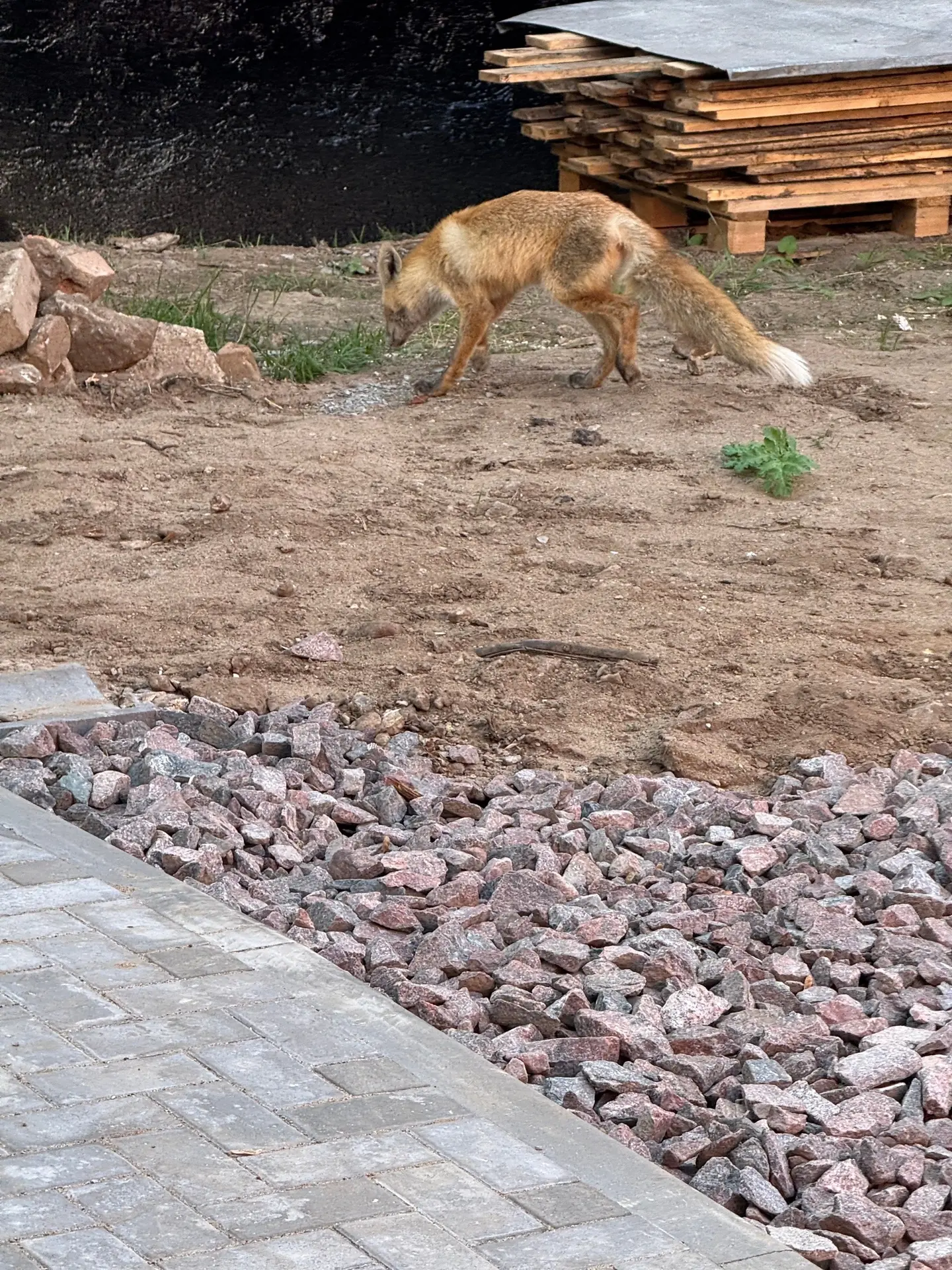 Был замечен на Автотранспортном переулке 🦊 🦊 🦊