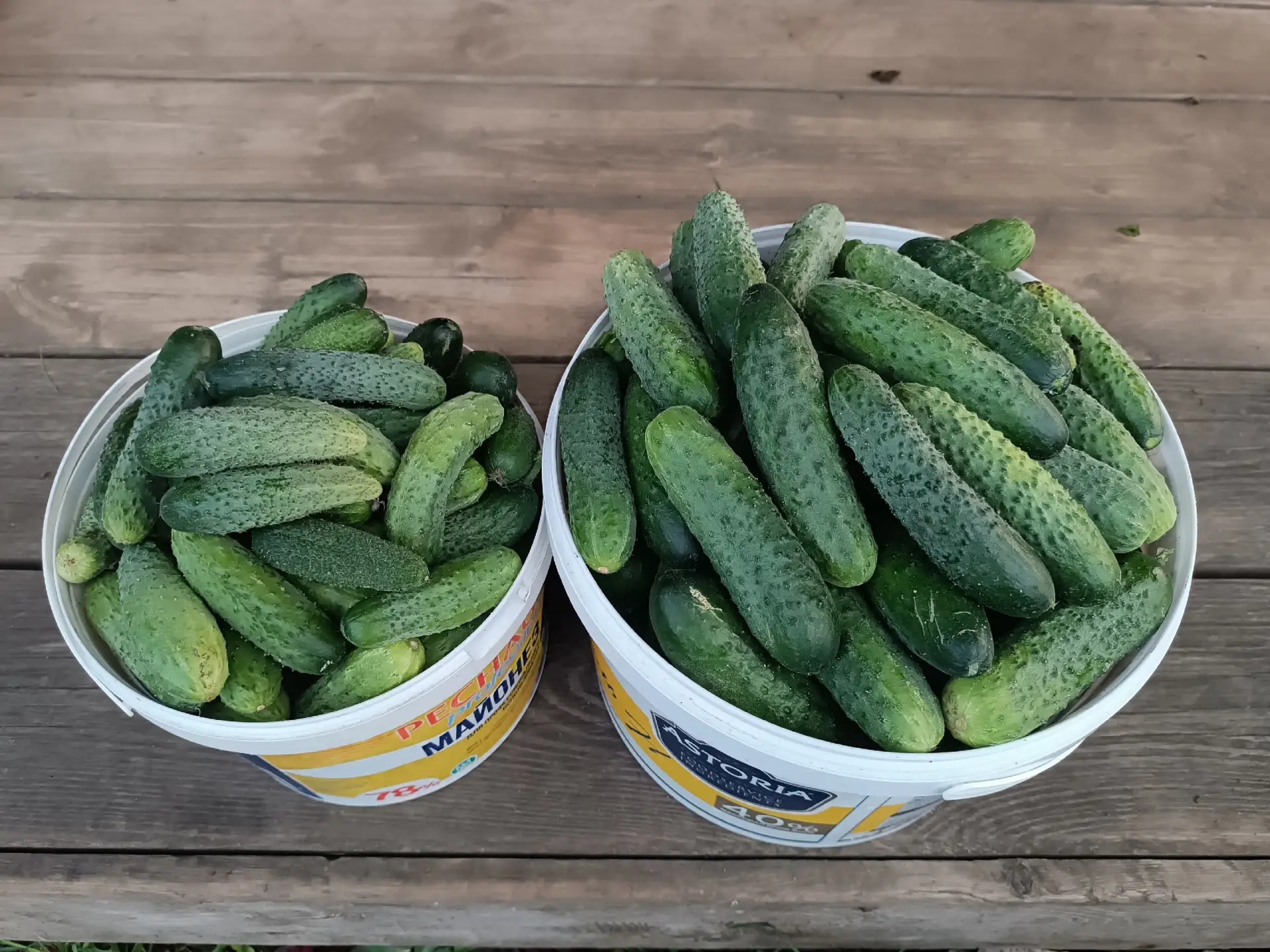 Продам мелкие огурчики 5л.-200р.