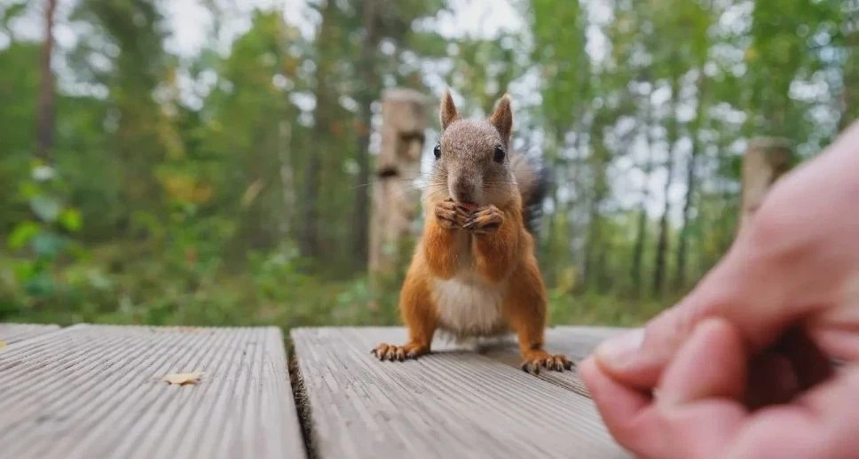 🐿 Белки атакуют ямальцев в погоне за орехами