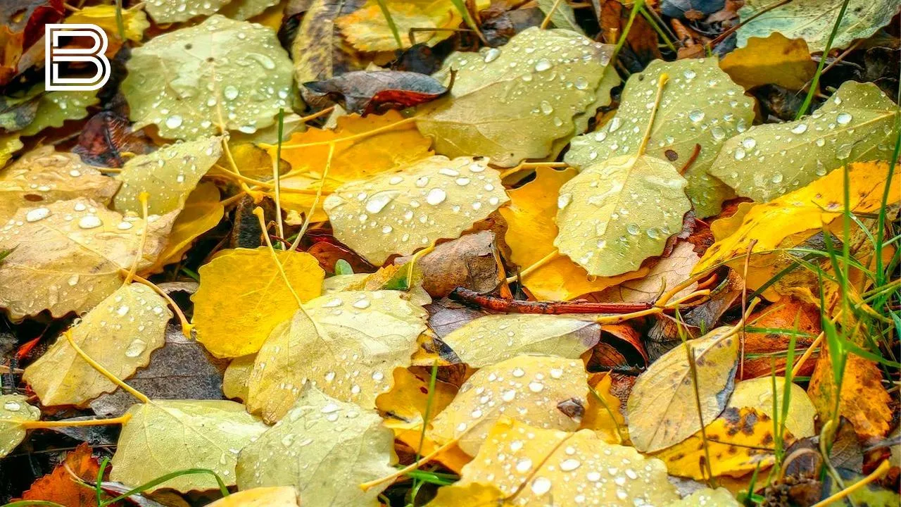 🌧 8 октября погода в Кольском Заполярье останется облачной, сообщили в мурманском гидр...